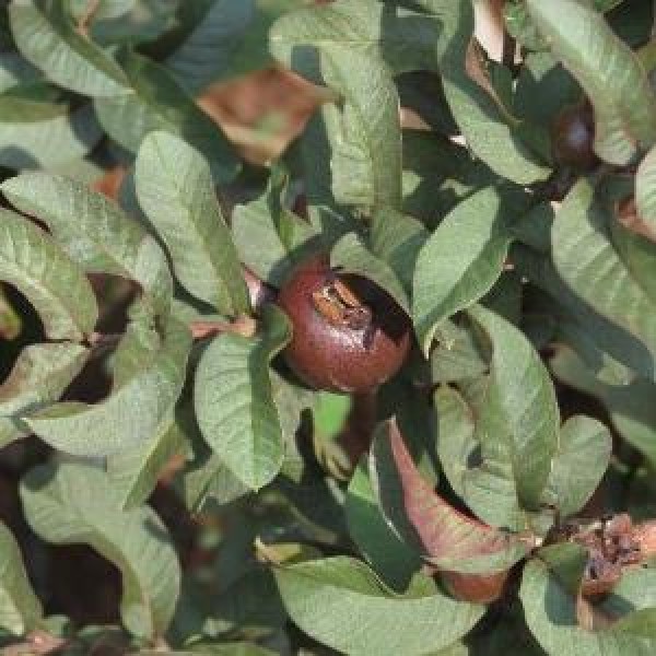 Guava Black Plant